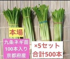 京都府産 九条ネギ苗 500本 家庭菜園や畑に！甘くて柔らか 京都府産 九条ネギ苗 500本 家庭菜園や畑に！甘くて柔らか