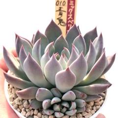 2025年最新】おらい 多肉植物さん苗の人気アイテム - メルカリ