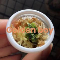Michi Michi！金童スポア！メルカリ便！ ビカクシダ 金童スポア⑤ goldenboy 胞子培養 - メルカリ