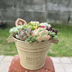 多肉植物寄せ植え　そのまま飾れる　オレンジのブリキポット♪︎* 可愛い寄せ植え 多肉植物寄せ植え ブリキポット サンドピンク