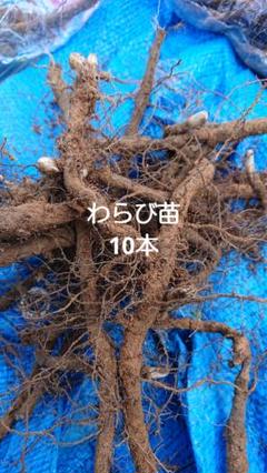 わらびの根っこ ワラビ苗