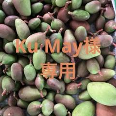 宮崎県産　摘果マンゴー13キロ 宮崎県産・摘果マンゴー13キロ