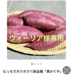 かぐや20、ふく紫20、甘はづき20本 かぐや20、ふく紫20、甘はづき20本 - メルカリ