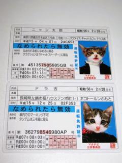 【なめ猫 免許証風 ブロマイド 2枚 】なめんなよ猫 なめねこ 癒やし 猫 青