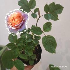 みーこバラ苗　４苗✿メルカリ便でお届け✿追加あり ユキコ○トゲ無しツルばら バラ苗 5号ロング鉢 メルカリ便