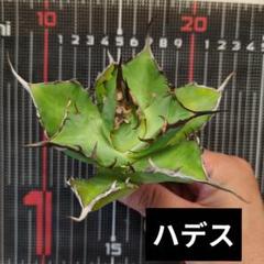 胴切り胴元株】ハデス2頭+仔株1つ 鉢ごとメルカリ便発送 - メルカリ