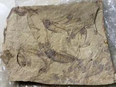 新生代第三紀　ナイティア　群体化石　化石　骨董　アンティーク　置物　飾り物　古代 新生代第三紀 ナイティア 群体化石 化石 骨董 アンティーク 置物