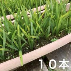 サバルヤシ　苗　50本 サバルヤシ苗50本