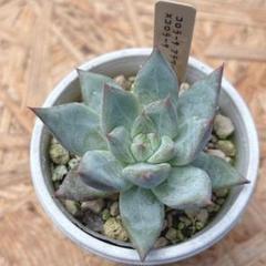 希少　中里アテマハック　メルカリ便 希少 中里アテマハック メルカリ便 その他多肉植物