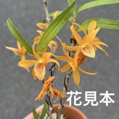 メルカリ便NO.852【緑花】富貴蘭　日高産山採り NO.852【緑花】富貴蘭 日高産山採り - メルカリ