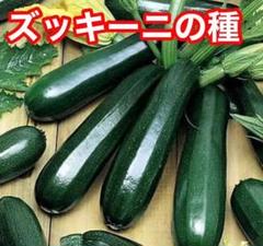 緑ズッキーニ の種 15粒