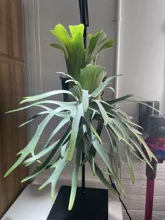 willinckii 伊弉諾　pup ① ビカクシダ ジサクボ | P.willinckii 伊弉諾 from @big_bell.plants_aqua