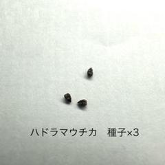 ハドラマウチカ 種子×10 2025/6月採取 ハドラマウチカ 種子×10 2025/6月採取 isla del pescado