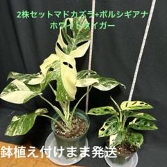 2025年最新】斑入りモンステラ ホワイトタイガーの人気アイテム
