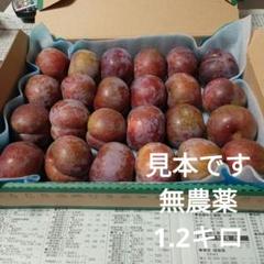 鹿児島産無農薬プラムいぐりすもも箱込み10キロ 2025年最新】いぐりすももの人気アイテム - メルカリ