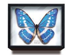 キプリスモルフォ Amazon.co.jp: 蝶の標本 キプリスモルフォ Morpho cypris