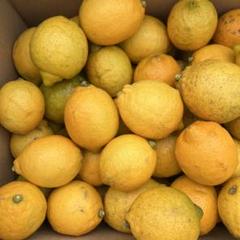 農薬不使用 ノーワックス レモン 広島県産 10kgのサムネイル