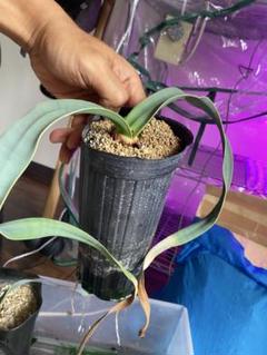 奇想天外　ウェルウィッチア　観葉植物4 奇想天外 ウェルウィッチア 観葉植物4 - メルカリ