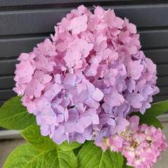 エンドレスサマー アジサイ 四季咲き 紫陽花 無尽夏 5号鉢 3年