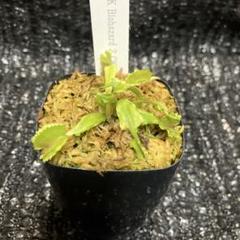Amazon.co.jp: 食虫植物 ハエトリソウ G14 7.5cmポット