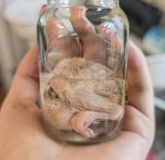 チャボ　白　ヒヨコ　液浸標本 内臓処理済