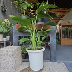 ⑬　ストレリチア　オーガスタ　8号　2株植え　特大苗木最高等級極上品‼️ ①ストレリチアオーガスタ8号2株植え特大苗木最高等級極上品‼️