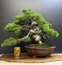 [盆栽]真柏/模様木其の四 真柏・シンパク no.4/盆栽、多肉植物、塊根植物、観葉植物通販