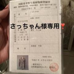 さっちゃん❣️新品未使用ベンガルヤマネココートフリーサイズ さっちゃん様専用❣️新品未使用ベンガルヤマネココート
