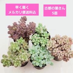 2025年最新】古都の葉の人気アイテム - メルカリ