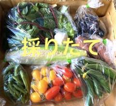 野菜苗、詰め合わせ、ゆうパック発送 野菜苗、詰め合わせ、ゆうパック発送の通販 by チョコ☆パセリ苗