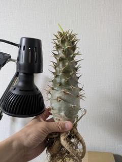【6月限定価格！】パキポディウム アンボンゲンセ 大株 美株 塊根植物 パキポ 6月限定価格！】パキポディウム アンボンゲンセ 大株 美株 塊根