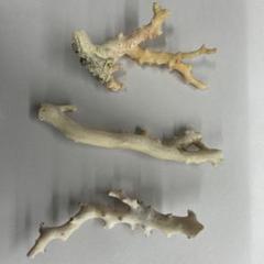 白珊瑚　原木