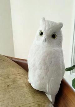 オオコノハズクのスタディバード　バードカービング