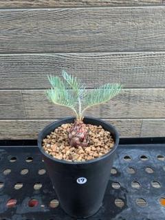 1 貴重　ドワーフサイカス　カイルンシアナ　赤肌　オーストラリア産 7 貴重 ドワーフサイカス カイルンシアナ 赤肌 オーストラリア産Ω