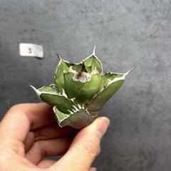 アガベ　チタノタ　トリケラトプス　子株　天芽 アガベ チタノタ 