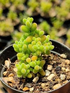 レア 多肉植物 ドロサンテマム 蜜橘 小苗 抜き苗 鉢は5cm - メルカリ