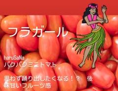 ミニトマトフラガール⭐️赤のみ5キロ Amazon.co.jp: ITANSE ミニトマト苗 フラガール【野菜苗 3