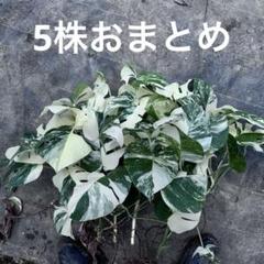 にこ様 リクエスト 5点 まとめ商品 kyo様 リクエスト 2点 まとめ商品 - メルカリ