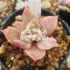 サラネロ パクさん 群生 葉挿し 韓国苗 多肉植物