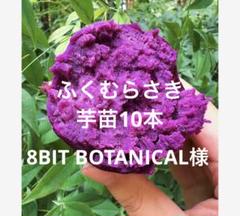 ふくむらさき芋苗300本セール ふくむらさき芋苗200本