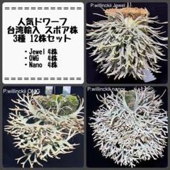 A*P様 【人気ドワーフ4種12株セット②】P.willinckii系 ビカクシ す*ー様 【人気ドワーフ4種12株セット】P.willinckii系