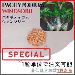 carvani♪　パキポディウム　ウィンゾリー種子5粒ｘ２ パキポディウム ウィンゾリー | STELLA.PLANTS