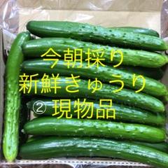 農家直送新鮮野菜キュウリ即購入OKきゅうり胡瓜