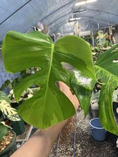 斑入り モンステラ デリシオーサ 黄緑斑