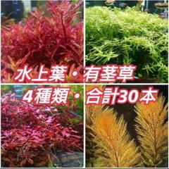 水上葉・有茎草・４種類・合計３０本‼️のサムネイル