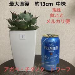 チタノタ3種セット　姫厳竜　海王　包心龍　初心者応援価格　鉢ごとメルカリ便発送 チタノタ3種セット 姫厳竜 海王 包心龍 初心者応援価格 鉢ごと