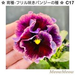 専用‼︎フリルパンジー ⑳ ＊種子100粒 C20】MeowMeow交配・フリルパンジーの種（20粒） - メルカリ