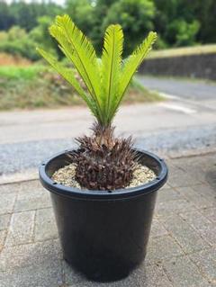 ソテツ　引取り限定 ソテツ引き取り限定2ヘッド(植木、庭木)｜売買された