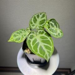 アンスリウム　ハイブリッド 12/7 大人気のアンスリウム！再入荷・新入荷！ | 観葉植物と多肉