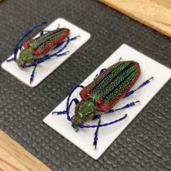 タマムシのように輝くチリカミキリのペア【標本】 タマムシのように輝くチリカミキリのペア【標本】
